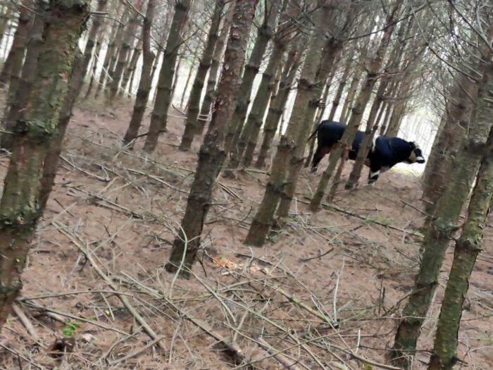 byk uciekł z zagrody, byk w lesie, Koryta, Tomasz Chmielecki