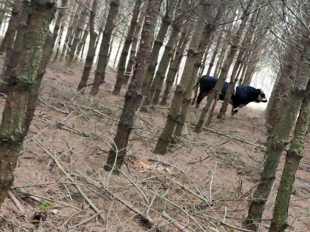 byk uciekł z zagrody, byk w lesie, Koryta, Tomasz Chmielecki