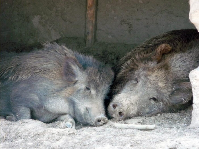 walka z asf w polsce, odstrzał dzików, specustawa asf, bioasekuracja, prawo łowieckie