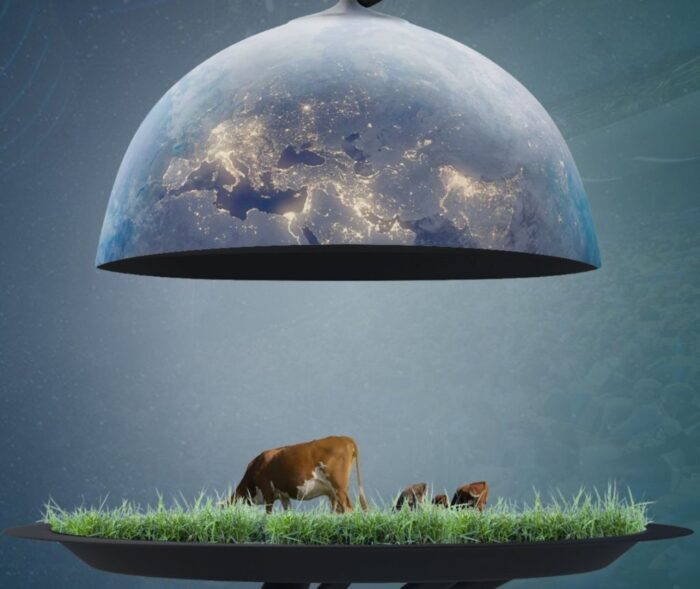 II forum sektora wołowiny, warszawa, bydło mięsne