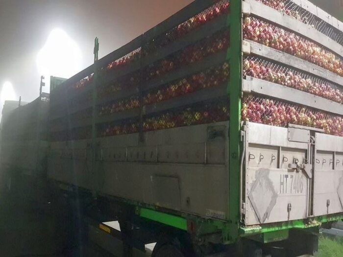 owoce, zbiory owoców, jabłka, Eberhard Makosz, Towarzystwo Rozwoju Sadów Karłowatych