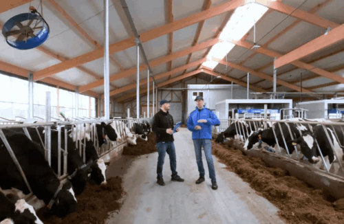 wirtualne zwiedzanie obory, roboty udojowe, zautomatyzowany dój, DeLaval, bydło mleczne,