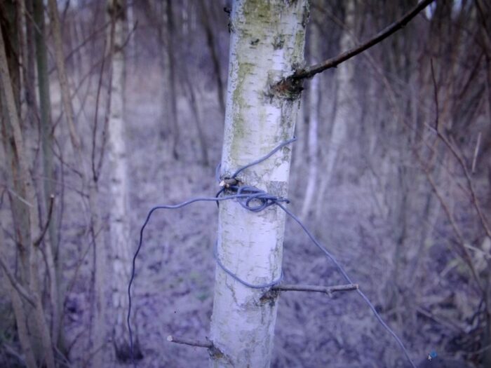 kłusownictwo, Kłudno, Aneta Wilk, powiat przysuski, Wieniawa