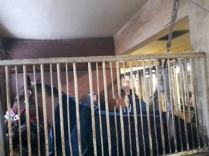 Strażacy podnosili konia, stadnina koni w Kielcach, Marcin Bajur, PSP Kielce