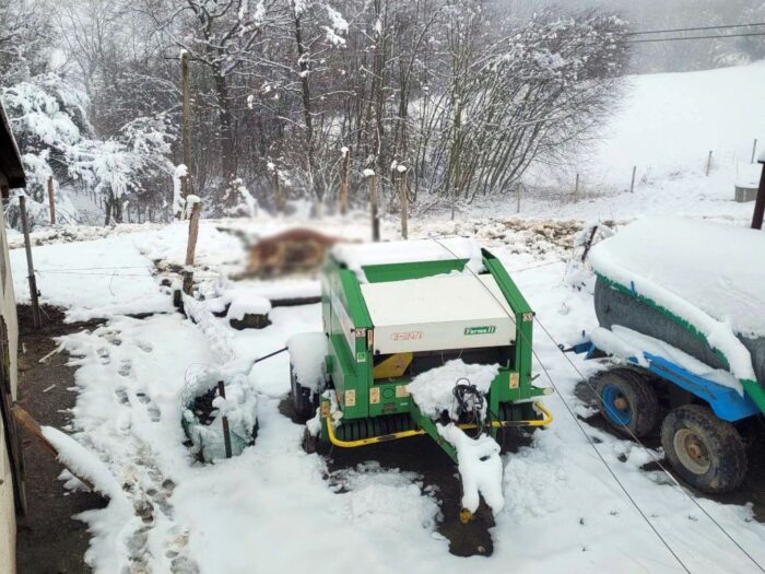 Prąd zabił krowę, Frydrychowice, powiat wadowicki, OSP Frydrychowice