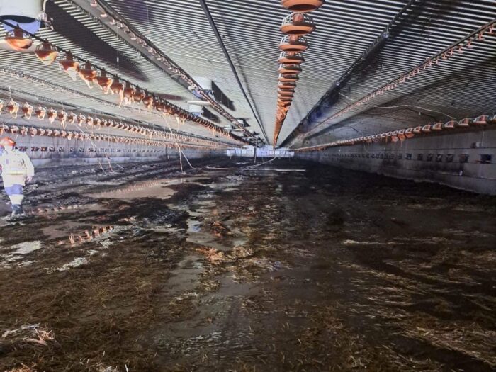 pożar kurnika, Kondrajec Pański, Damian Kołpaczyński, KP PSP Ciechanów