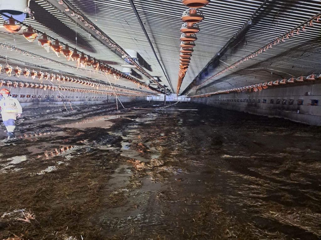 pożar kurnika, Kondrajec Pański, Damian Kołpaczyński, KP PSP Ciechanów