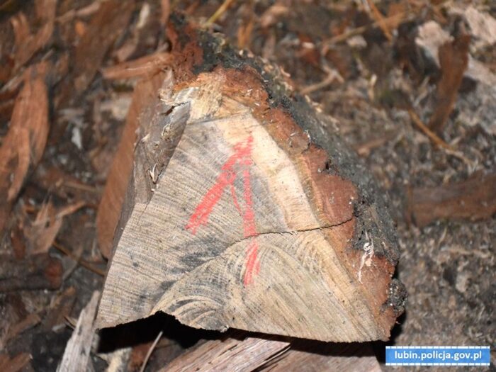 opał, kradzież drzew