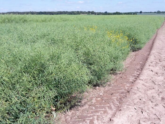 Juliusz Młodecki, Polska Koalicja Biopaliw i Pasz Białkowych, biopaliwa, Adam Stępień