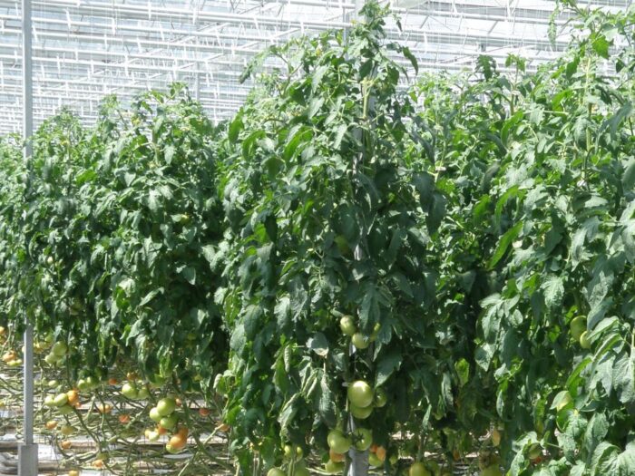 składki, produkcja, szklarnie