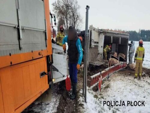 transport świń, Bielsk , Krystyna Kowalska, KMP Płock