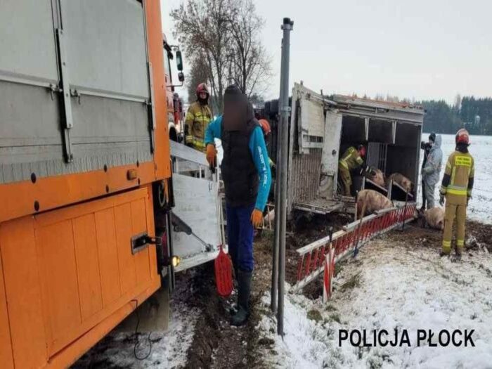 transport świń, Bielsk , Krystyna Kowalska, KMP Płock