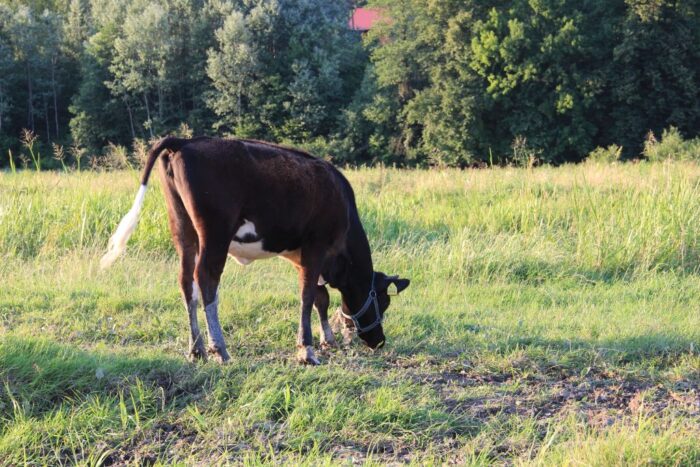 torfowiska w Polsce, Krzysztof Ciecóra, Łukasz Kozub, Centrum Ochrony Mokradeł