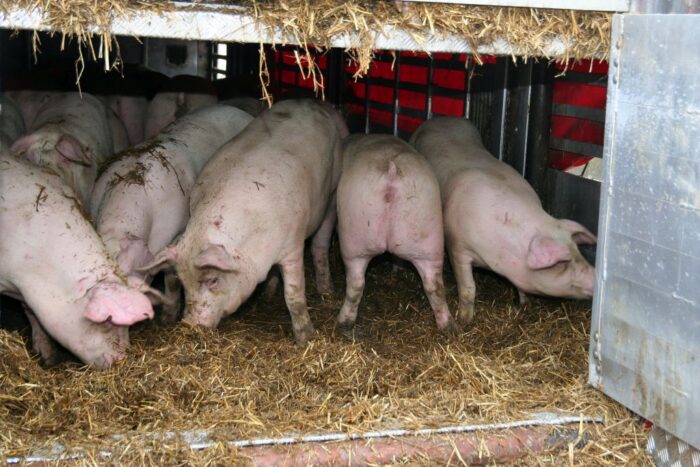 transport żywych zwierząt, Inicjatywa #HodowcyRazem, dobrostan zwierząt, trzoda chlewna, bydło, drób, zwierzęta