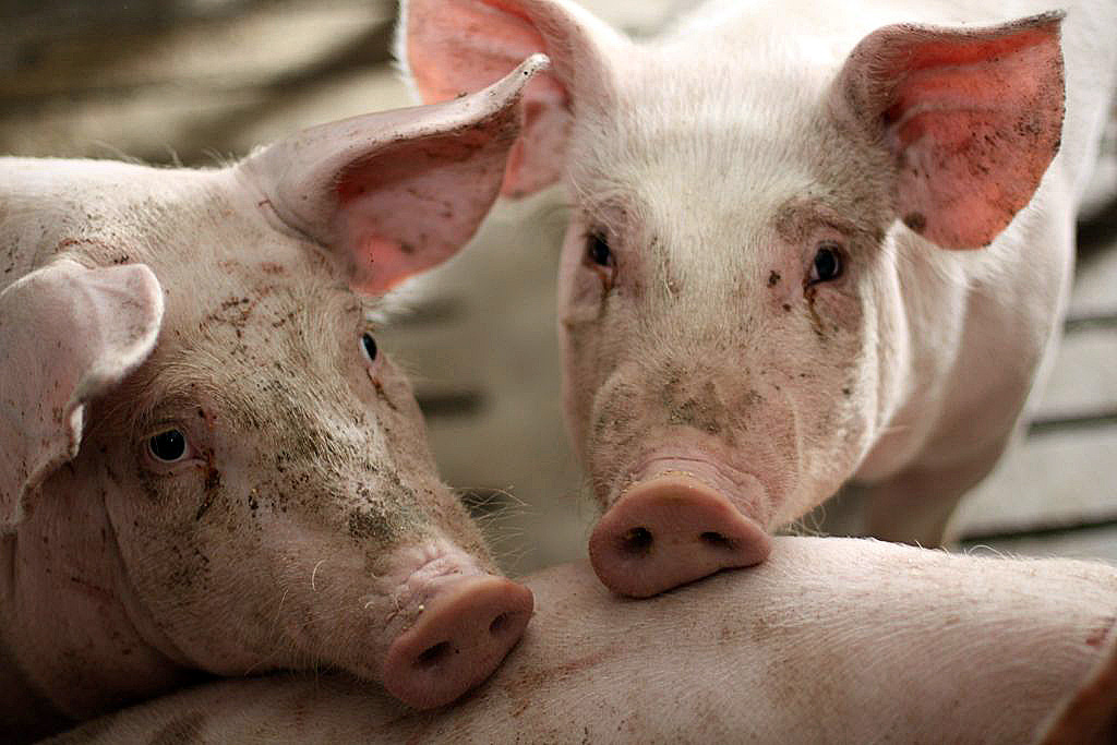 tuczniki, ceny skupu, eksport wieprzowiny, trzoda chlewna