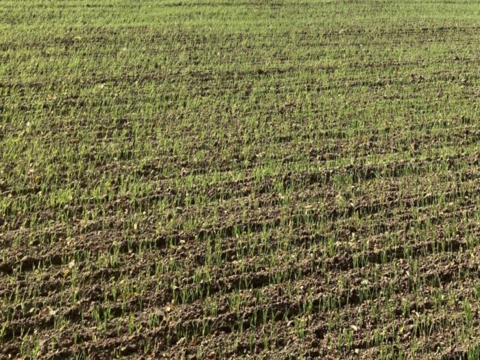 strategie grains, unijny eksport zbóż, rynek zbóż, pszenica