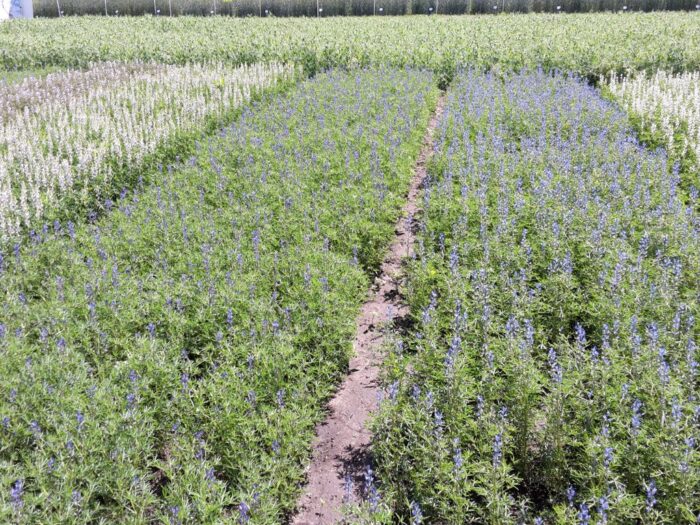 ekoschemat "Rolnictwo węglowe" , KRIR, praktyai "Zróżnicowana struktura upraw