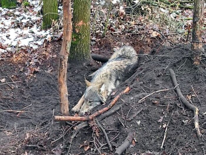 wilk we wnykach, Adamowo, powiat mławski, Anna Pawłowska, KPP Mława