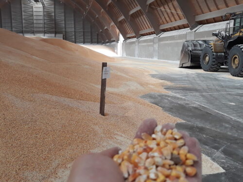 Kontrola fitosanitarna, handel ziarnem, WIORiN Koszalin, port w  Świnoujściu