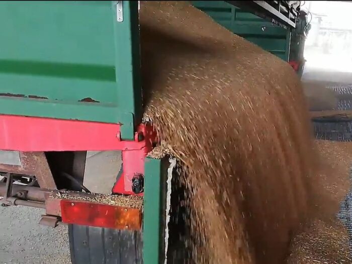 ziarno, zboża, pszenica, Agencja Rynku Rolnego, żywiec wieprzowy