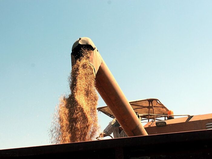 import ziarna z Ukrainy, Joanna Trybus, handel zbożem, wojna w Ukrainie