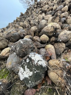 burak cukrowy, pryzma, Kluczewo