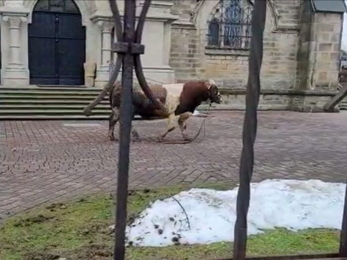 byk uciekł podczas załadunku, Ciężkowice, powiat tarnowski, KMP Tarnów