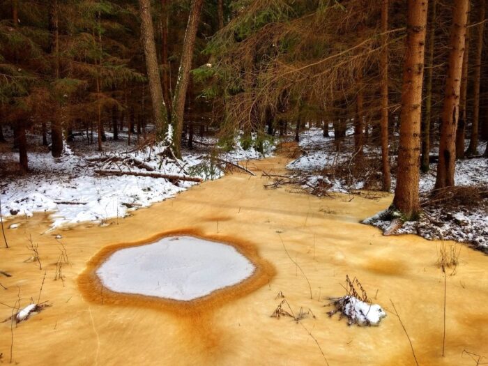 Rdzawe rozlewisko w lesie, Lasy Państwowe, Rudy, Rudniki, Rudawki