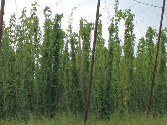 kontrola jakości chmielu, IJHAR-S, chmiel zaziarniony