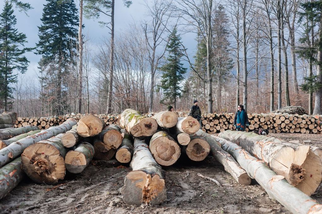 Lasy Państwowe, sprzedaż drewna, drewno opałowe, Paweł Boski, KOWR