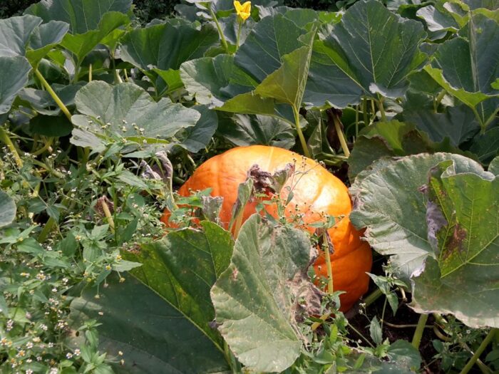 certyfikat Integrowanej Produkcji Roślin, PIORiN, GIORiN, W-MODR