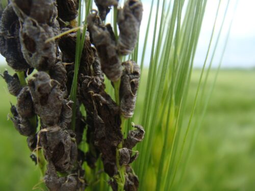 jęczmień, głownia pyląca