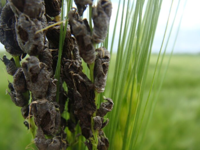 jęczmień, głownia pyląca