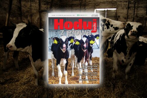 Hoduj z Głową Bydło, Hoduj z Głową Świnie, bydło mleczne, bydło mięsne, trzoda chlewna, opasy, cielęta, krowy, lochym