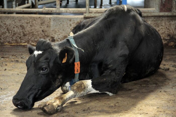 pryszczyca, bydło mleczne, bydło mięsne, trzoda chlewna, owce, kozy, toot and mouth disease, FMD, Aphtovirus