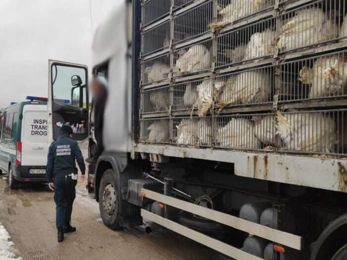 transport indyków, droga wojewódzka nr 530, Ostróda, ITD