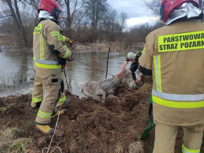koń ugrzązł w błocie, Mójcza, Lubrzanka, Beata Gizowska, KM PSP Kielce