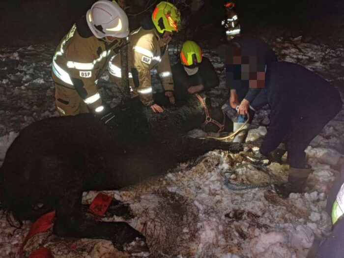 Konie ugrzęzły w grzęzawisku, Mielno, KP PSP Bytów, OSP Zapceń