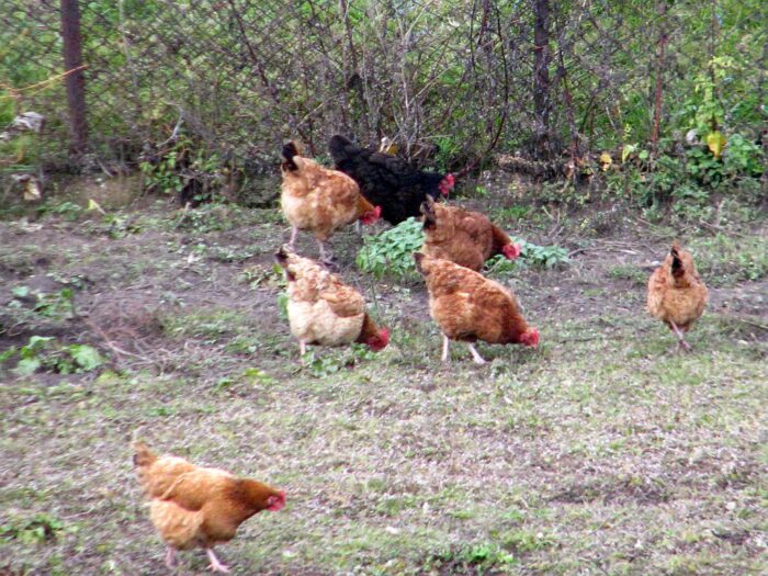 kury_jajka_kurnik_hodowla_kur