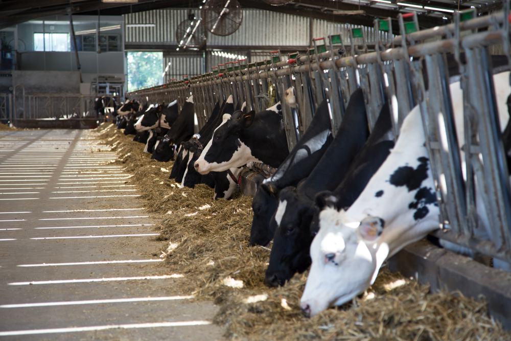 krowa, bydło, lallemand