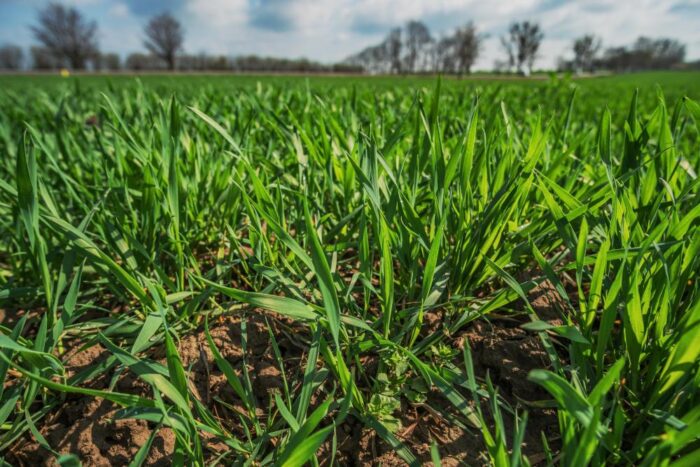 pole, nawożenie, nawóz, Procam, kukurydza