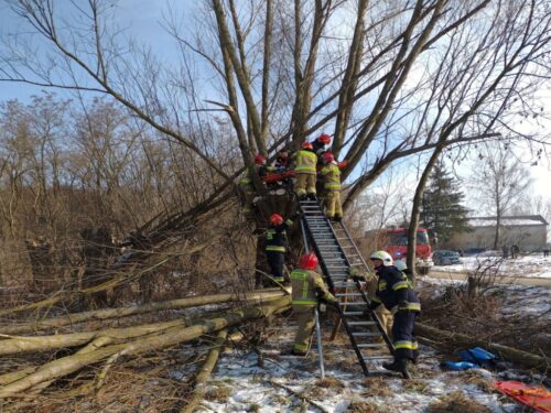 Ranny pilarz na drzewie, Drzenkowice, KP PSP Ostrowiec Świętokrzyski