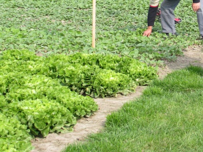 pomocnik rolnika, ukraina, pole