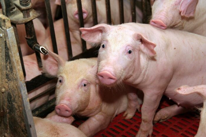 rośnie produkcja prosiąt, plenność loch