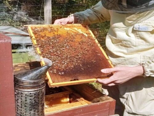 wsparcie dla pszczelarzy, pszczele rodziny, Janusz Kowalski