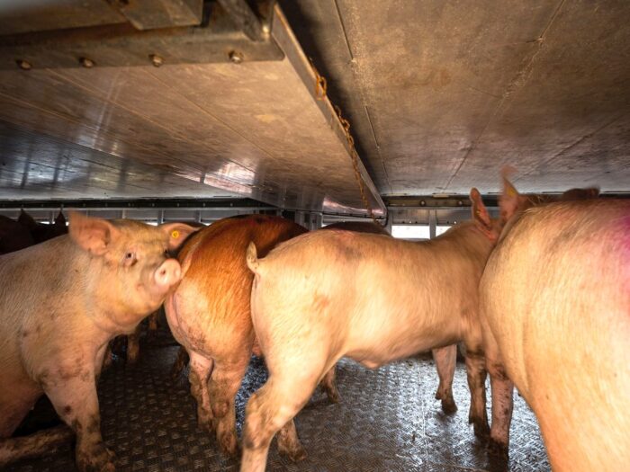 trzoda chlewna, ubój w gospodarstwie, świnie, przepisy, ubój zwierząt