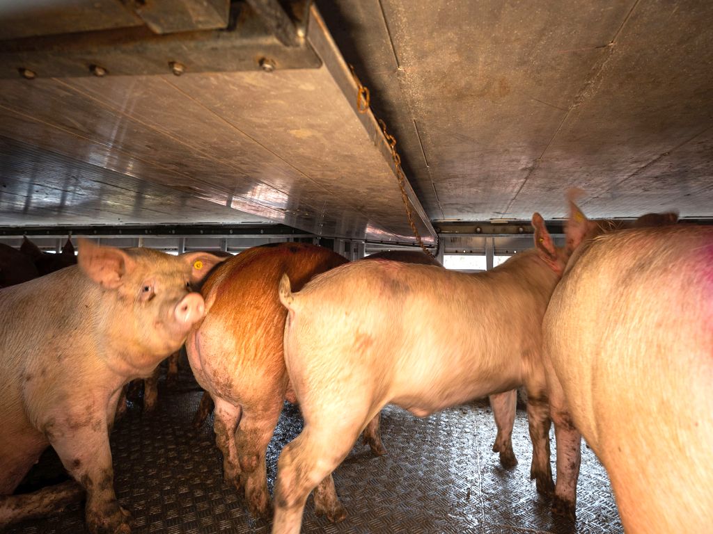 trzoda chlewna, ubój w gospodarstwie, świnie, przepisy, ubój zwierząt