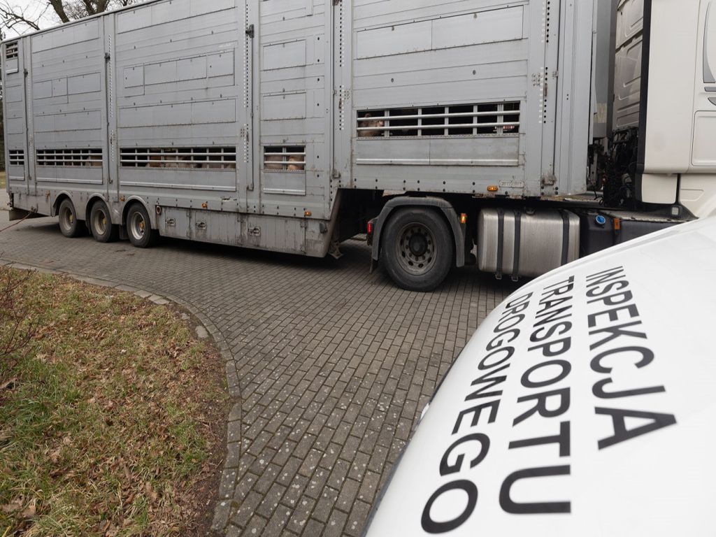trzoda chlewna, ubój w gospodarstwie, świnie, przepisy, ubój zwierząt