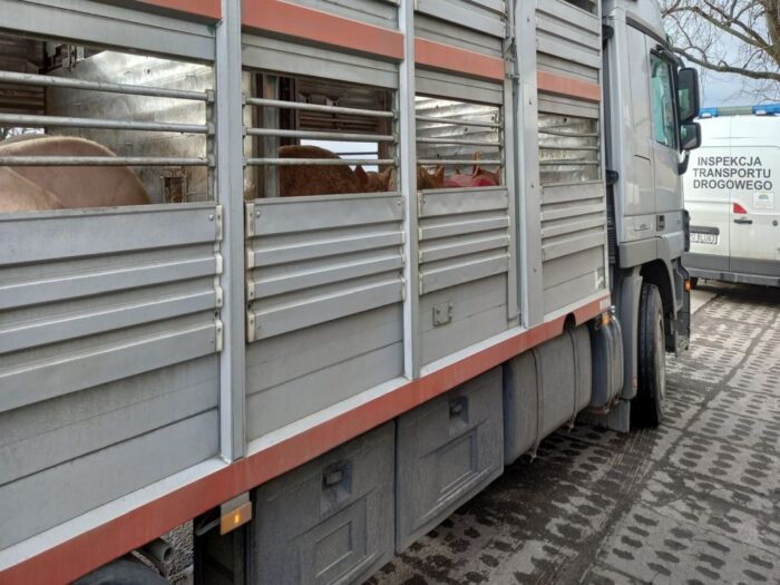 kontrola transportu zwierząt, powiat rawicki, WITD Poznań, Kalisz, Ostrów Wielkopolski