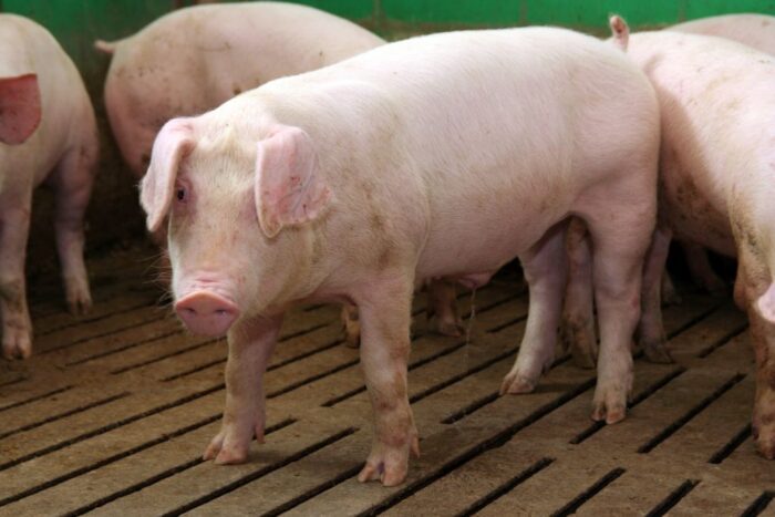 tuczniki, cena tuczników, wieprzowina, mięso wieprzowe, tuczniki w Niemczech, VEZG, żywiec wieprzowy, świnie